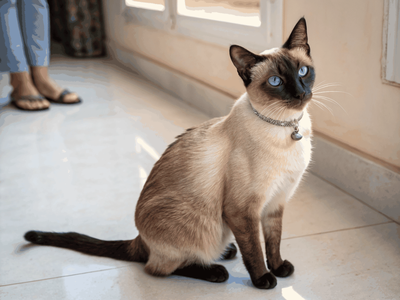 Siamese cat with distinctive blue eyes and sleek coat